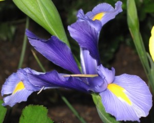 blue-japanese-iris1
