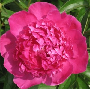 hot-pink-peony-bloom3