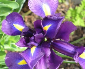 japanese-iris-bloom-2