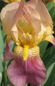 pastel-german-iris-bloom2