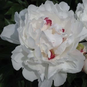 white-peony-bloom1