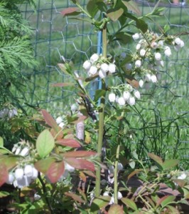 blueberry-bush-in-full-bloom1