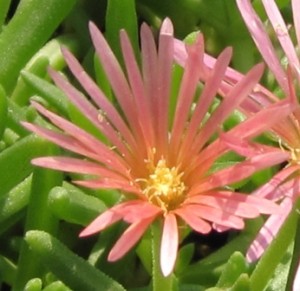 ice-plant-flower1