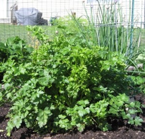 italian-parsley-from-last-year1