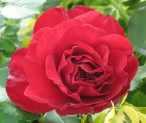 may-flower-red-rose