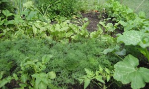 my-organic-vegetable-and-herb-garden1