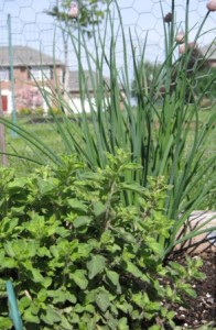 oregano-and-chives-from-last-year4