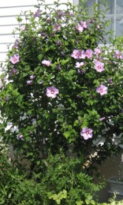 rose-of-sharon-bush