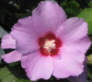 rose-of-sharon-flower