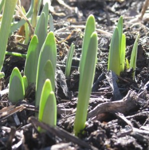Spring 2010 - Daffodils are peeking out