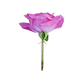 Lavender rose