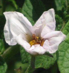 Close up of a Potato Flower