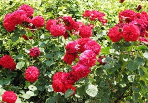 Roses in full bloom