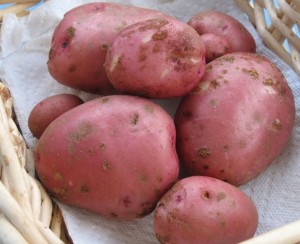 Potato crop from one plant