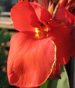 Red Canna Lily flower