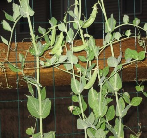 Sweet peas plants