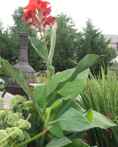 Canna Lily - elegant plant