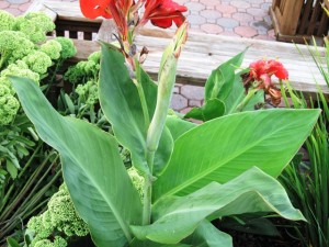 Canna Lily - flower bud