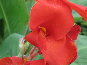 Canna Lily - flower close up view