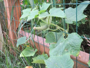 Cucumber vine climbing freely on the fence