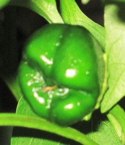 Green Pepper close up