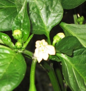 Green Pepper flower