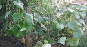 Seme cucumber plant spreading out towards the other side of my garden patch