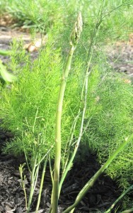 Asparagus plant 4