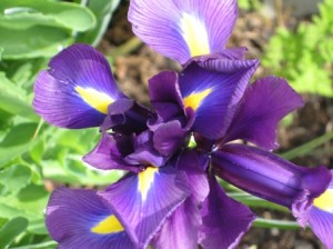 Japanese Iris bloom 2