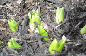Spring 2011 - first sign of spring - Hyacinths