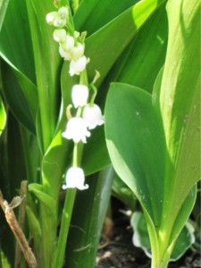 Spring 2011- Lilly of the Valley