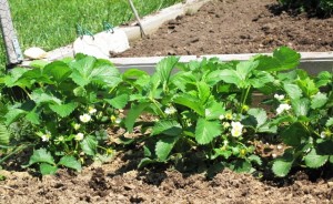 Spring 2011- Replanted Strawberry plants