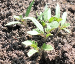 Spring 2011- Self seeded tomato plants