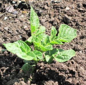Spring 2011- Yukon Gold potato planted 3 weeks ago