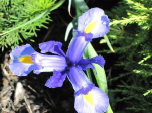 The Beauty of an Iris