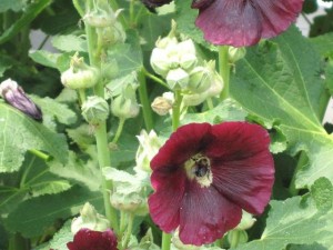 Bumble Bee on Hollyhock flower