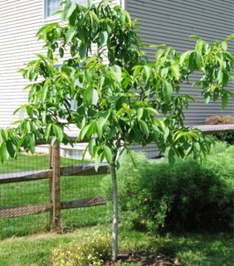 Walnut Tree - 5 years old