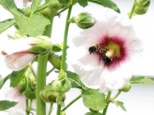 White and Pink Hollyhock flower with a Bumble Bee