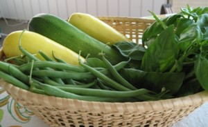 First pick of Green Beans, Summer Yellow Squash, and Zucchini and Basil
