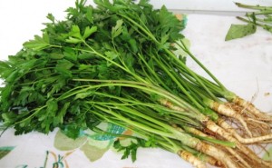 Flat Leaf Italian Parsley with roots