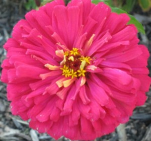 Gorgeous Zinnia Flower