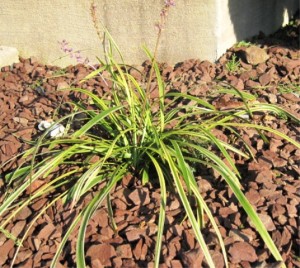 Lilyturf (variegata) plant