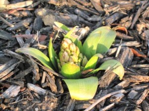 February 2012 signs of spring -Hyacinths buds