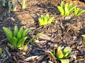 February 2012 signs of spring -Hyacinths