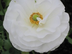 Anemones- white