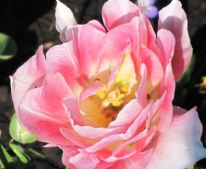 Pink Tulips 2012