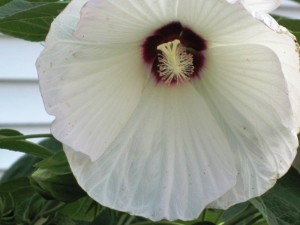 White Hibiscus flower close up