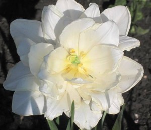 White Tulips - 2012