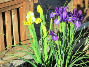 Yellow and Purple Irises