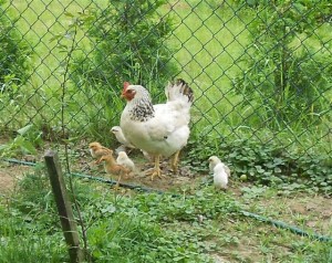 Mother Hen and her chicks